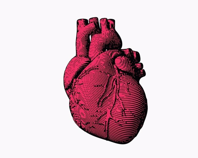 Engraving human heart illustration