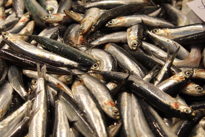 El cambio climático perjudica a la dieta y salud del pescado azul de Costa Brava