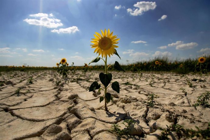 Desertización. Sequía. Ola de calor. Cambio climático