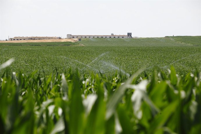 Ecologistas en Acción pide reducir en 1 millón de hectáreas el regadío para fren