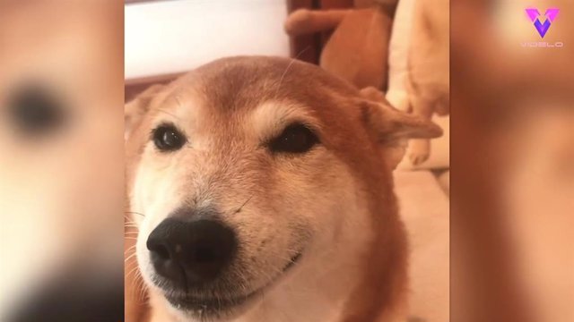 La sonrisa de este Shiba Inu al recibir a su dueña es fiel reflejo de la felicidad