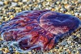 Foto: La picadura de las medusas gigantes puede ser mortal porque contiene múltiples venenos