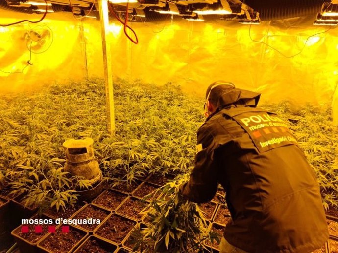Operativo de los Mossos contra un grupo criminal que cultiva marihuana