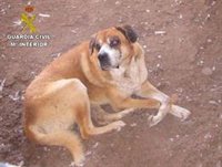 Investigado en Bollullos (Huelva) por maltrato animal tras no asistir a su perro en riesgo de muerte por una herida