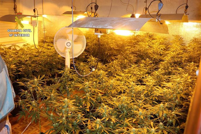 Plantación 'indoor' de marihuana desmantelada por la Guardia Civil