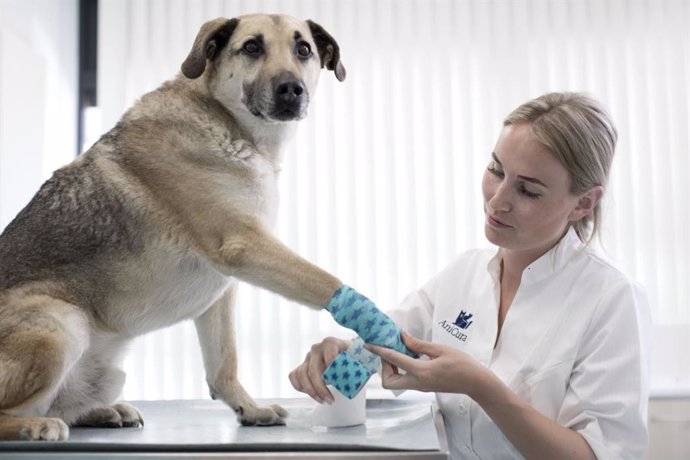 Veterinarios alertan de los problemas dermatológicos y gastrointestinales de los perros por el uso de geles desinfectantes y lejía a consecuencia del coronavirus.