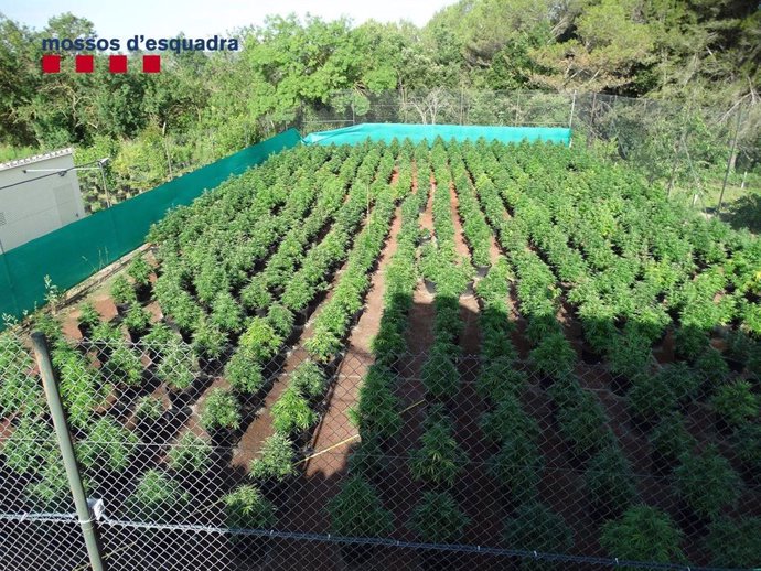 Plantación de marihuana en Bscara (Girona)
