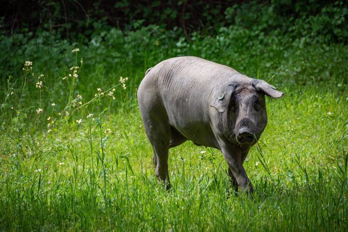 Un cerdo de raza ibérica pura en la Finca Morianillo de la empresa Jierrito Alto en Jerez de los Caballeros/ Badajóz /Extremadura (España).