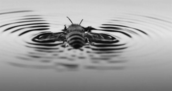 Abeja moviéndose con sus alas por el agua