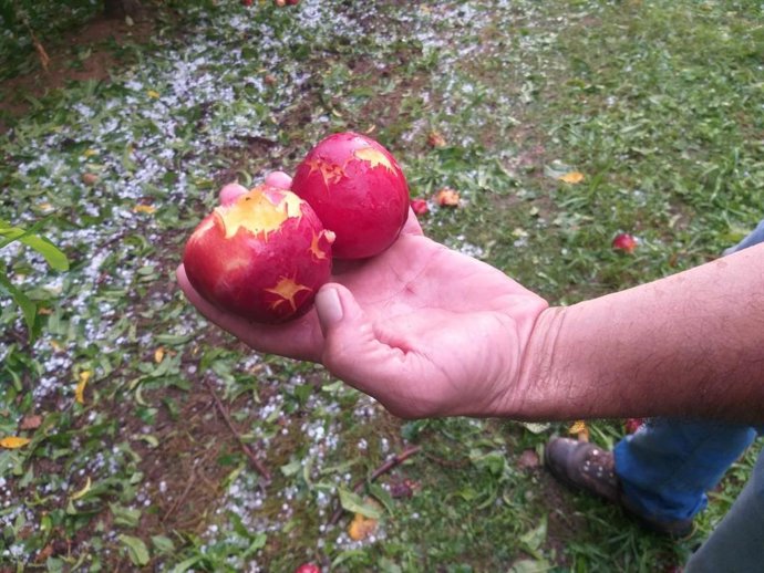Fruta dañada por la tormenta de granizo en Lleida