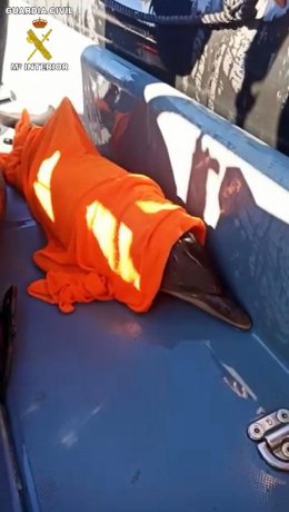 Cría de delfín rescatada en Melilla