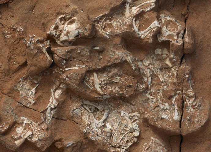 Ejemplar preserbado de Protoceratops con seis embriones que presentan esqueletos casi completos