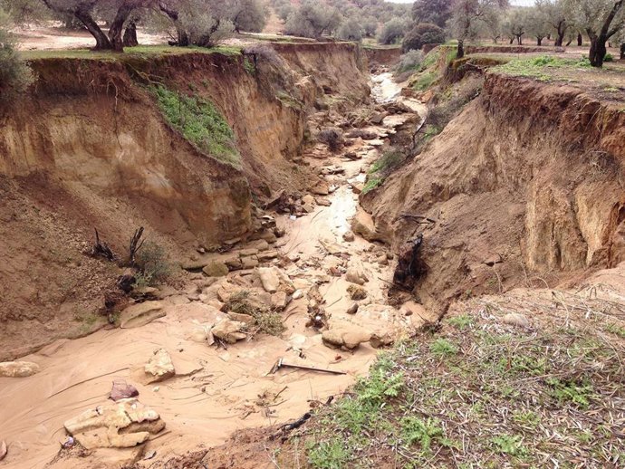 Erosión del olivar.