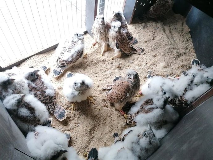 Endesa pone en marcha una iniciativa pionera en Aragón a favor de la conservación del cernícalo primilla.