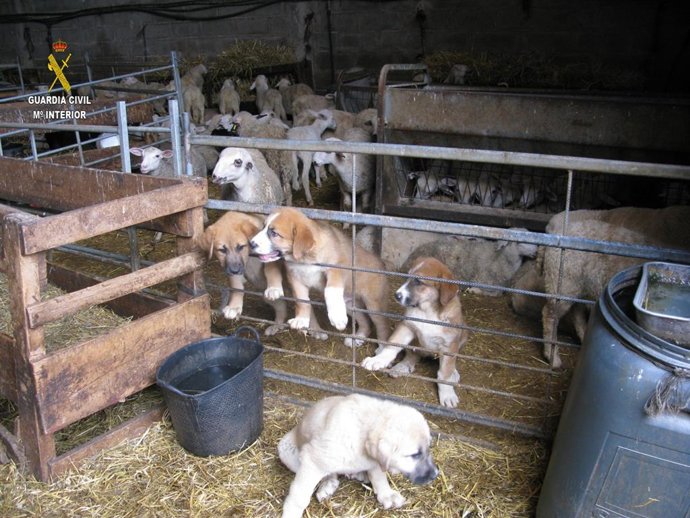 El Seprona localiza un matadero ilegal en una explotación ganadera de La Rioja A