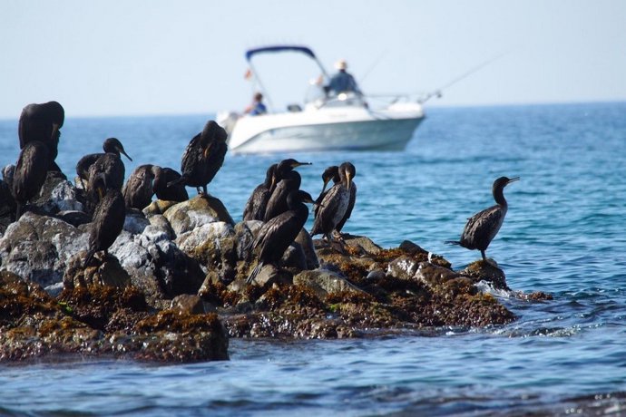 Aves en la desembocadura del río Tordera (Archivo)