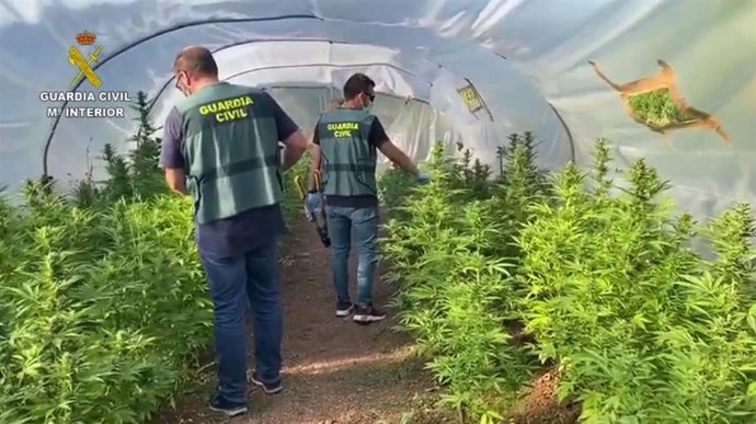 Plantación de marihuana en una finca rural entre Manacor y Sant Lloren