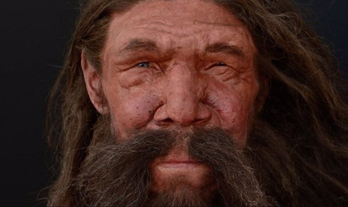 Estudian ADN neandertal en humanos usando células madre y organoides