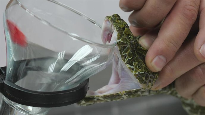 Estraen en Terra Natura el veneno a una víbora del musgo