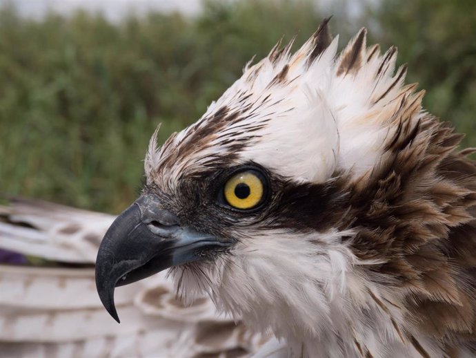 Ejemplar de águila pescadora (guila peixatera), Pandion haliaetus, también conocida como halieto, guincho o gavilán pescador