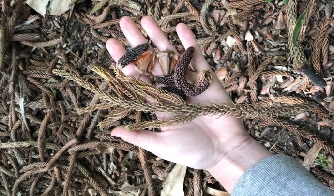 Nuevos fósiles de Patagonia desvelan los orígenes de la araucaria