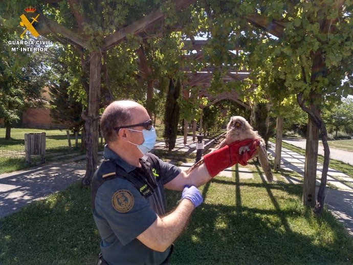 Agentes del Seprona de la Guardia Civil recuperan un ejemplar de ave rapaz, en una imagen de archivo