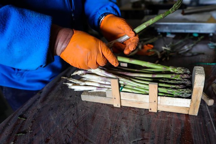 Un agricultor separa en diferentes paquetes espárragos .