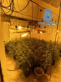 Plantación de marihuana intervenida en Motril (Granada)