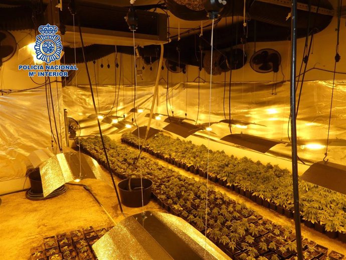 Plantación de marihuana en Layos