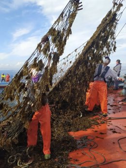Cádiz.- Las almadrabas de Zahara, Tarifa y Conil critican las complicaciones enc