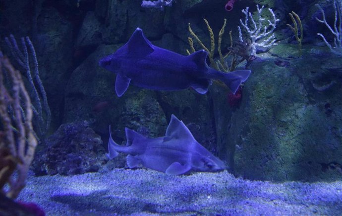 Tiburones cerdo en el Oceanogrfic