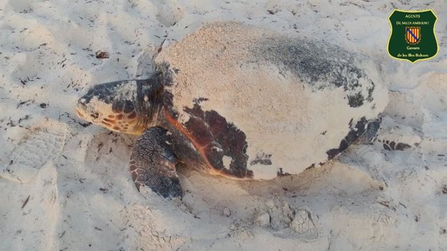 Tortuga boba en una playa de Menorca