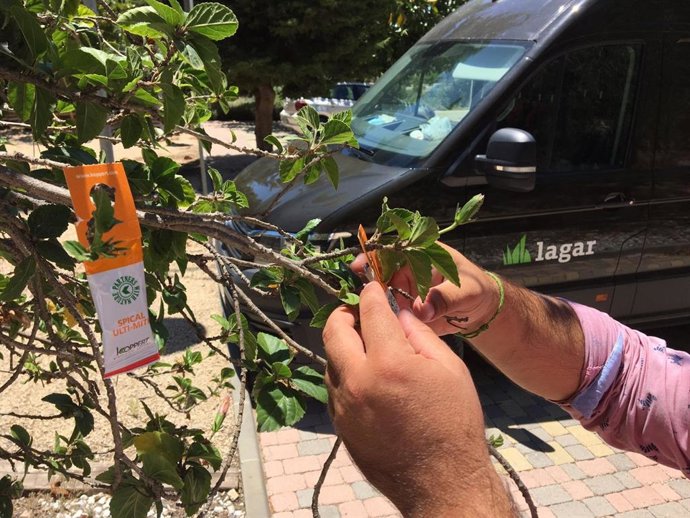 Un técnico de Grupo Lagar coloca una bolsa con insectos depredadores en un arbusto.