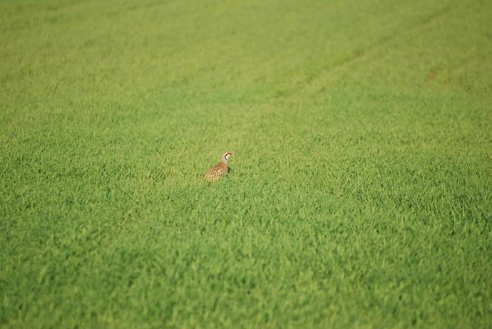 El Consell promueve la mejora ambiental y el aprovechamiento cinegético