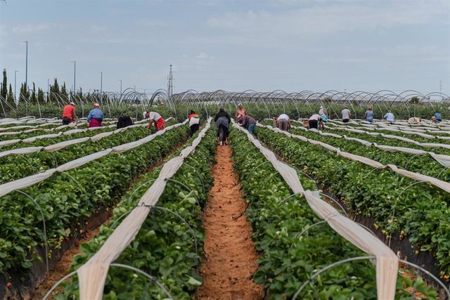 Cultivo de frutos rojos