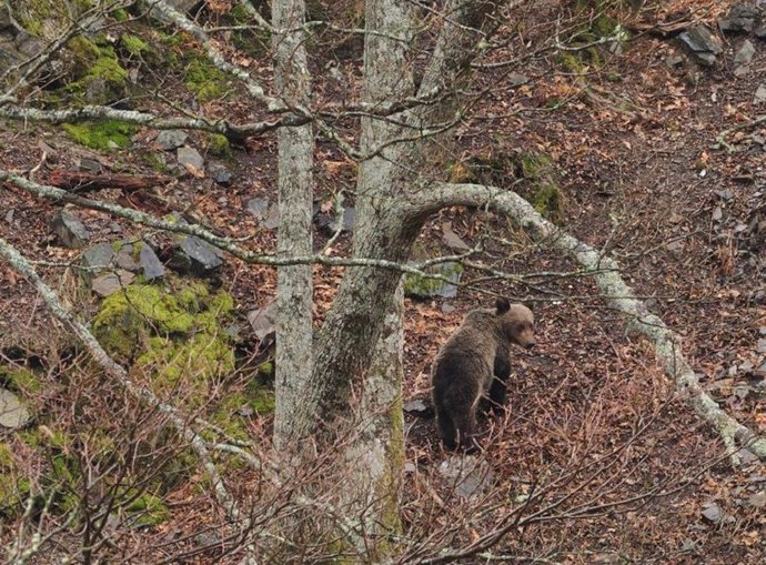 Imagen de un oso pardo remitida por la USC