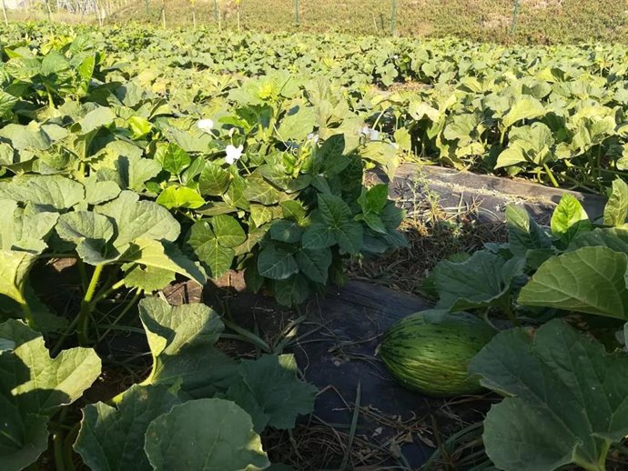 Imagen de un cultivo de melón