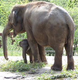 La cría de elefante nacida durante el confinamiento en el Zoo Aquarium de Madrid, Hope