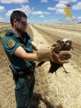 La Guardia Civil ha rescatado un ejemplar herido de aguilucho lagunero en Pulgar