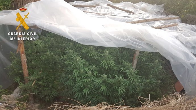 Sucesos.- Descubren dos plantaciones con 125 kilogramos de marihuana en Ciudad Rodrigo (Salamanca)