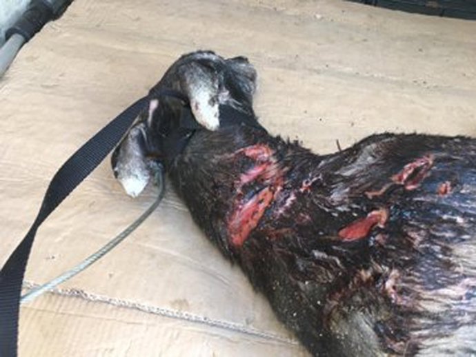 Imagen de recurso de un galgo que intentaro ahorcar y matar a golpes en Getafe.