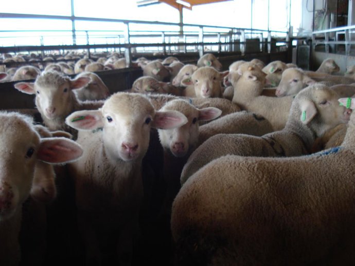 Sevilla.- Cvirus.- Agricultores y ganaderos donan 1.000 kilos de cordero y 12.00