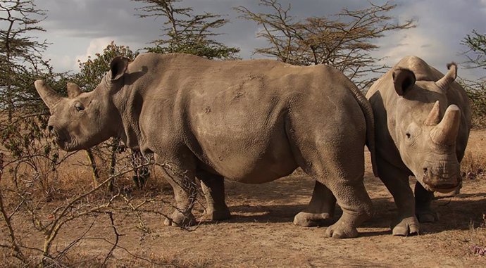 El aumento de la caza furtiva de rinocerontes blancos y negros en los últimos dos años ha mermado su población hasta dejarlos en unos 300 ejemplares.