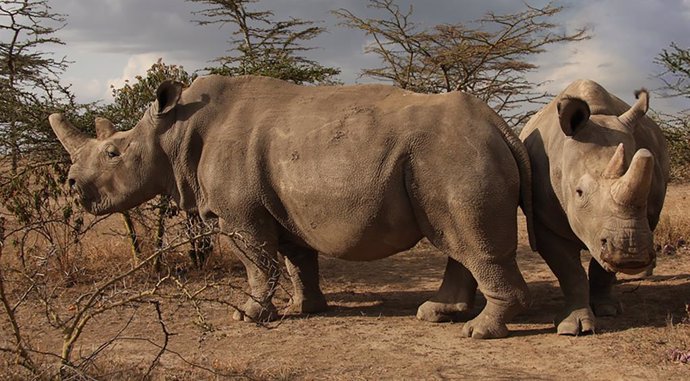 Botsuana.- Botsuana descuerna a unos cien rinocerontes para evitar que sean víct