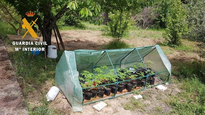 Imagen de la plantanción.