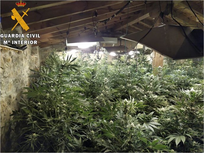 Nota De Prensa La Guardia Civil Desmantela Una Plantación Y Detiene A 4 Personas