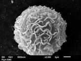 Foto: Las células inmunes que se infiltran en los tumores pueden desempeñar un papel clave en el cáncer