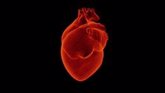 Foto: Descubren una proteína que reduce el daño de un ataque al corazón