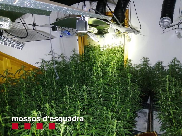 Plantación de marihuana en el interior de un 'mas' en Vilademuls (Girona)