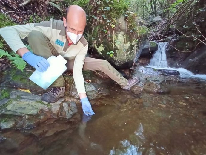 Liberación de tritones del Montseny criados en cautividad en el Parc Natural del Montseny
